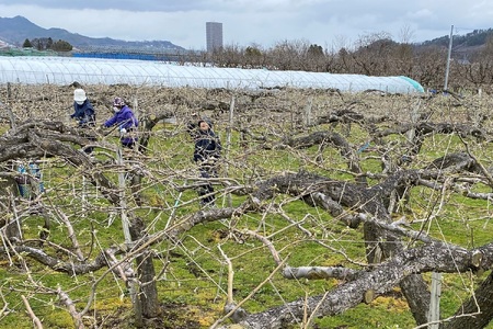 西洋梨（ラ・フランス）３ｋｇ　ご家庭用　0126-2602