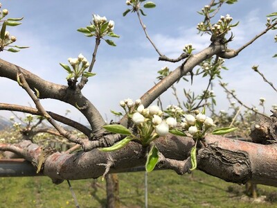 西洋梨（ラ・フランス）３ｋｇ　ご家庭用　0126-2602