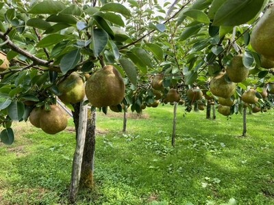 西洋梨（ラ・フランス）３ｋｇ　ご家庭用　0126-2602