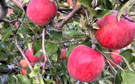 りんご（サンふじ）５ｋｇ　１２～２０個　秀品　0065-2611