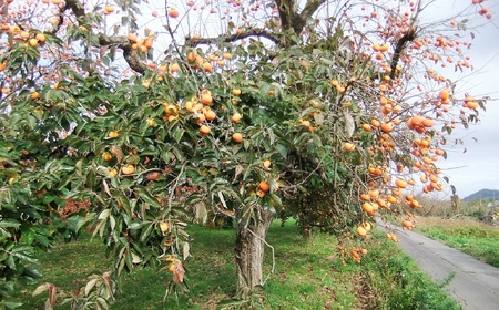 蔵王つるし柿　２００ｇ×４パック　0112-2618