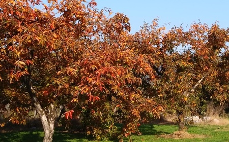 紅干し柿 200g×4パック 0112-2513