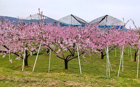 太陽の恵【特秀品】さくら白桃【２ｋｇ箱に１.８ｋｇ～２.２ｋｇ詰め】　0106-2604