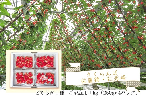 さくらんぼ（佐藤錦か紅秀峰）１ｋｇ　ご家庭用　0062-2601
