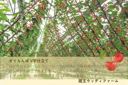 さくらんぼ（佐藤錦か紅秀峰）１ｋｇ　ご家庭用　0062-2601