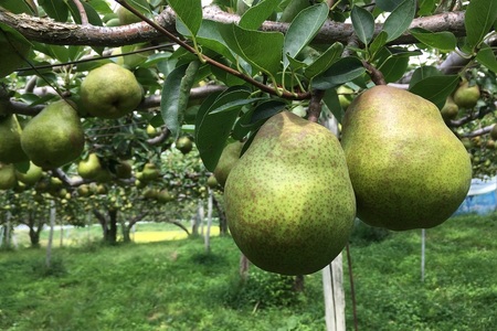 西洋梨（ラ・フランス）３ｋｇ　ご家庭用　0037-2607