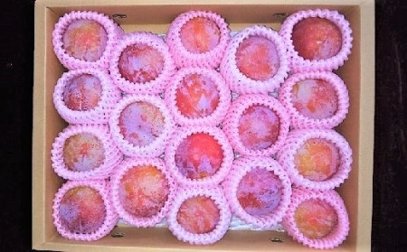 0033-2007 プラム(貴陽)2kg
