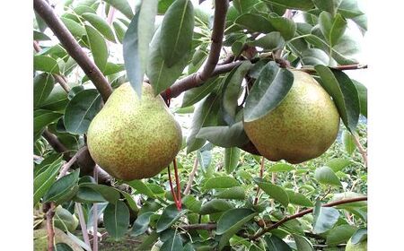 西洋梨（ラ・フランス）３ｋｇ　ご家庭用　0110-2505