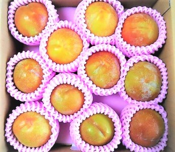 0017-2012 すもも(秋姫)1.5kg
