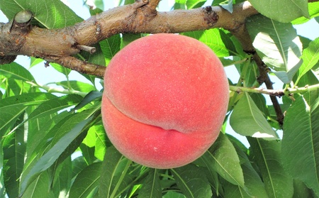 桃(玉うさぎ)2.5kg 特秀品 0047-2607