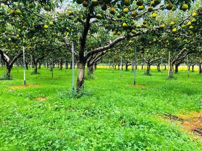 【山形セレクション認定品】ラ・フランス　３ｋｇ　特選　ギフト用　0078-2604