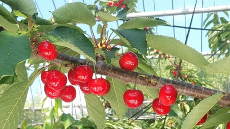 さくらんぼ(紅秀峰)1kg 秀品 2Lサイズ 0096-2601