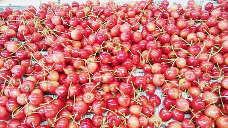 山形チェリーランドのさくらんぼ(佐藤錦)200g×2パック ご家庭用 0075-2601