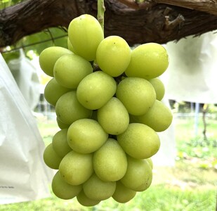 【定期便:全2回】フルーツセット(シャインマスカット入詰め合わせぶどう、ラ・フランス) 0065-2601