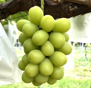 【定期便：全３回】フルーツセット（シャインマスカット入詰め合わせぶどう、ラ・フランス、りんご）　0065-2602