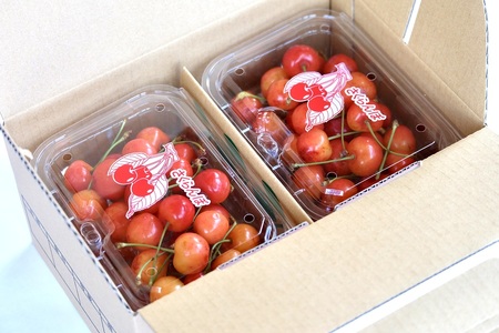 さくらんぼ（佐藤錦か紅秀峰）１８０ｇ×４パック　ご家庭用　0052-2603