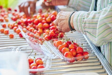 さくらんぼ（佐藤錦か紅秀峰）１８０ｇ×４パック　ご家庭用　0052-2603