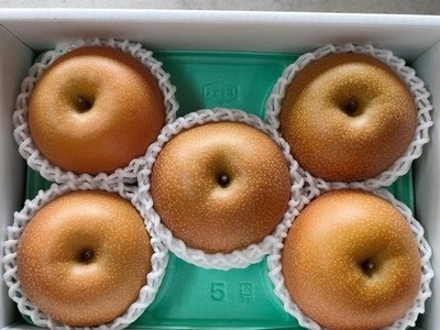 【定期便：全２回】旬のフルーツ定期便（和梨、シャインマスカット）　0140-2602