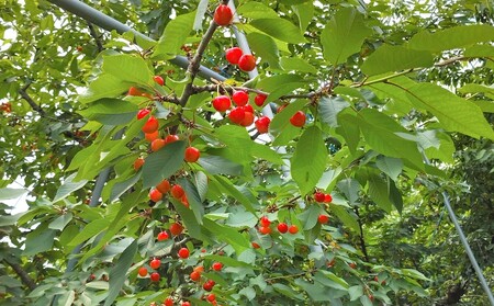 さくらんぼ（紅さやか）１ｋｇ　ご家庭用　0030-2605