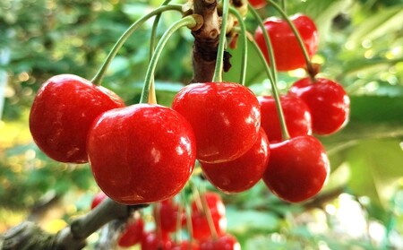 さくらんぼ（佐藤錦）５００ｇ　化粧箱入　0030-2606