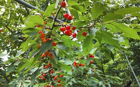 さくらんぼ（佐藤錦）５００ｇ　化粧箱入　0030-2606