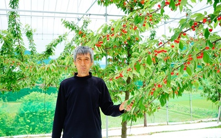 さくらんぼ(佐藤錦)1kg(500g×2パック) M玉 秀品 0012-2601