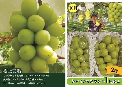 【定期便：全２回】アルコアーナ農園のフルーツ定期便Ａコース（和梨、シャインマスカット）　0148-2604