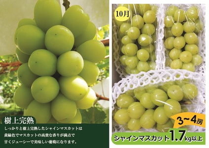 【定期便：全２回】アルコアーナ農園のフルーツ定期便Ｂコース（和梨、シャインマスカット）　0148-2605