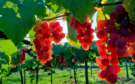 Agri Coeurの醸しワインセット 0160-2505