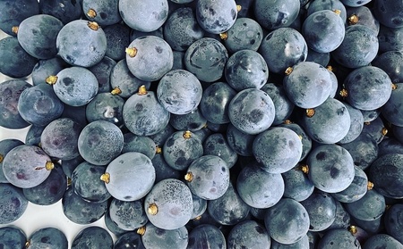 ぶどうの宝石箱(品種いろいろ、粒のみ詰合せ) 500g×2パック 0065-2603