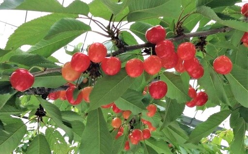 さくらんぼ（佐藤錦）１ｋｇ　２Ｌサイズ　0069-2607