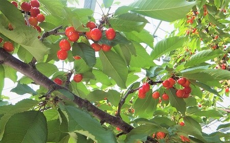 さくらんぼ(佐藤錦)500g 手詰め 0056-2605