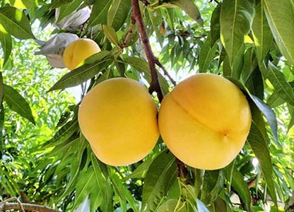 【数量限定】桃(黄貴妃)特秀品【2kg箱に1.8kg~2.2kg詰め】 0106-2601