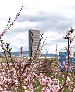 【数量限定】桃(黄貴妃)特秀品【2kg箱に1.8kg~2.2kg詰め】 0106-2601