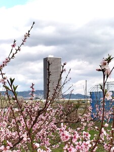 【数量限定】桃(黄貴妃)3kg 特秀品 0106-2602