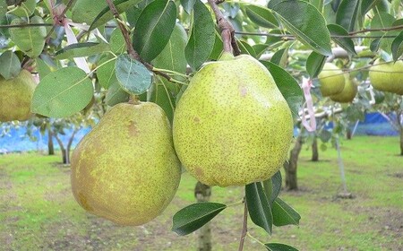 西洋梨（ラ・フランス）６ｋｇ　大玉　ご家庭用　0009-2512