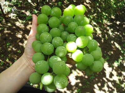 ナイアガラワイン（Voyage de YUUAI）白　１本　0115-2501