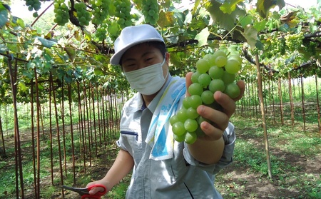 ナイアガラワイン（Voyage de YUUAI）白　１本　0115-2501