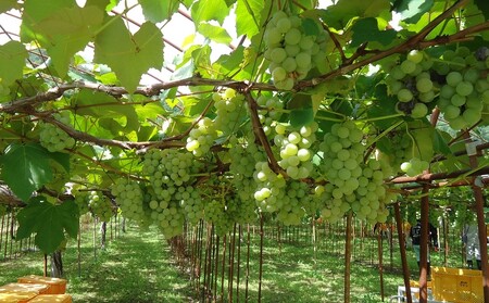 ナイアガラワイン（Voyage de YUUAI）白　１本　0115-2501