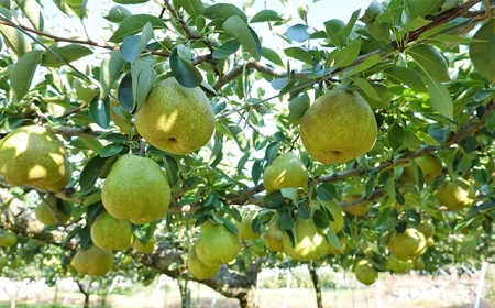 ラ・フランス 4.6kg 20玉 M・Lサイズ混合 ご家庭用 0012-2613