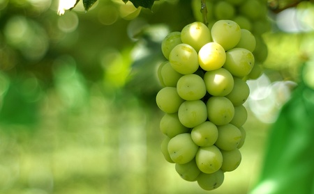 【産地直送】上山産・絶品シャインマスカット　１.２ｋｇ以上♪　0140-2505