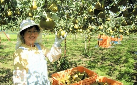 西洋梨（オーロラ）３ｋｇ　0025-2606