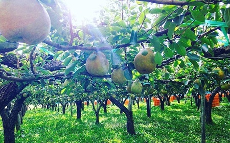 西洋梨(ラ・フランス)3kg ご家庭用 0134-2501