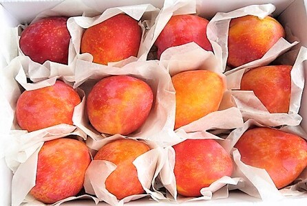 プラム(月光)1.2kg ご家庭用 0075-2603