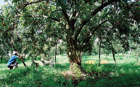 プラム(月光)1.2kg ご家庭用 0075-2603