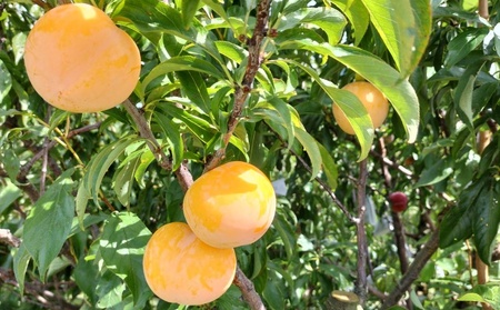 【数量限定】プラム(ゴールド秋姫)1.2kg 秀品 0106-2605