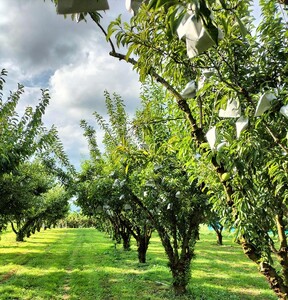 【数量限定】プラム(ゴールド秋姫)1.2kg 秀品 0106-2605