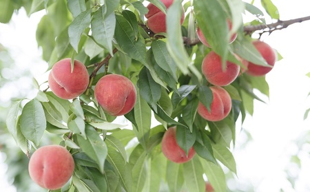 桃(あかつき)3kg 特秀品 0055-2603