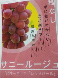 ぶどう（サニールージュ）１.３ｋｇ　0142-2603