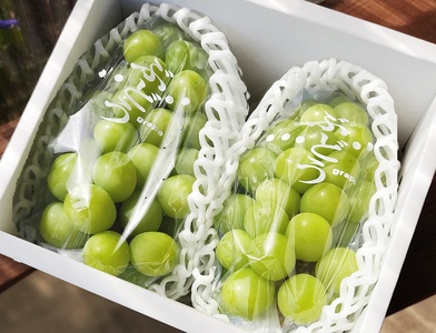 【産地直送】上山産・完熟シャインマスカット　１ｋｇ以上　ご家庭用　0140-2607